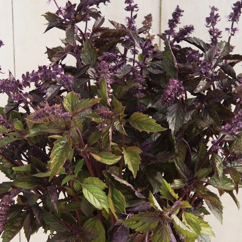 Basil Seedling: Aromatto