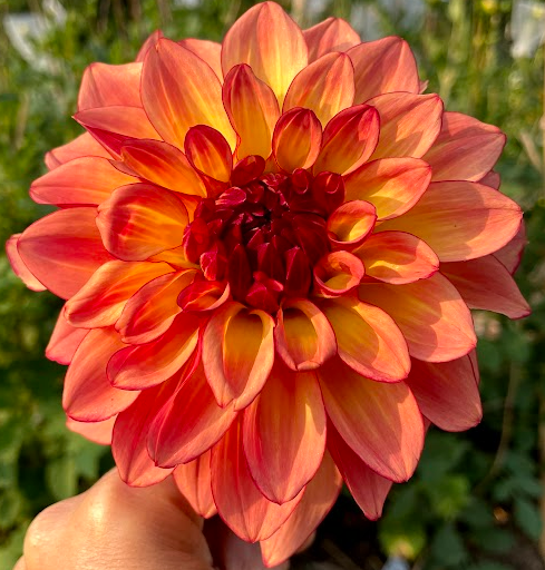 Dahlia: Mai Tai (in a pot)