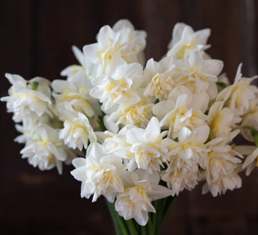 Daffodil Bulbs: Obdam