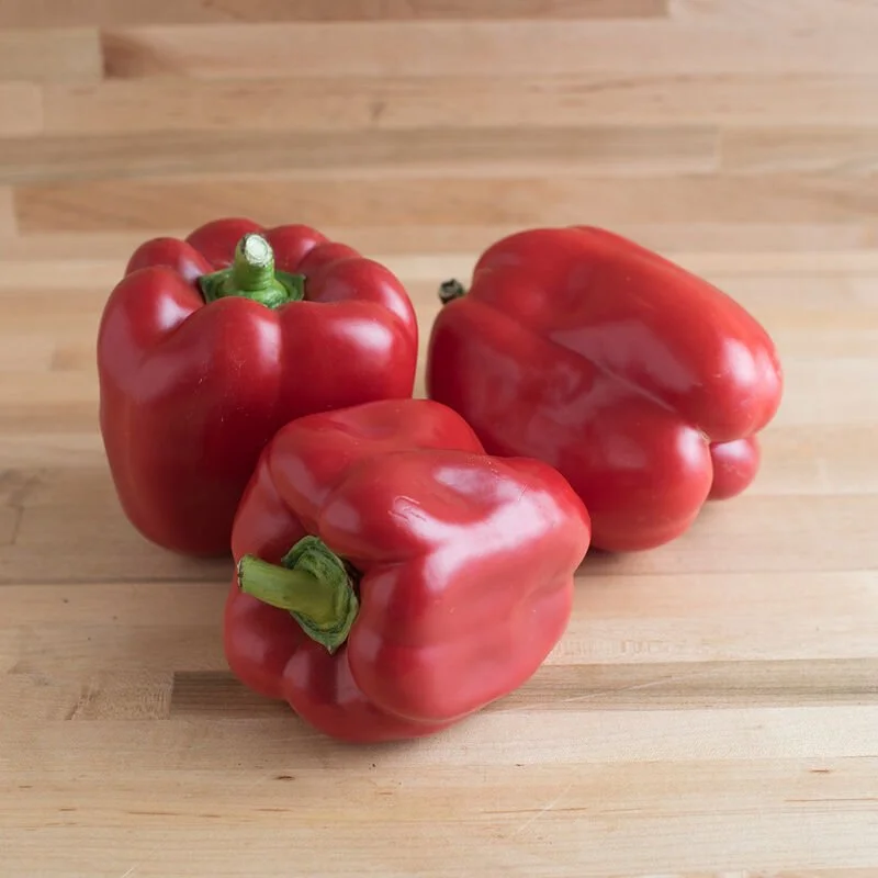 Pepper Seedling: Red Knight (bell)