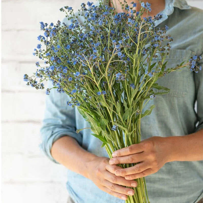 Forget-me-not: Firmament 6-pack