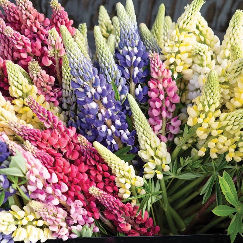 Lupine Seedlings: Russell's Formula Mix 6-pack