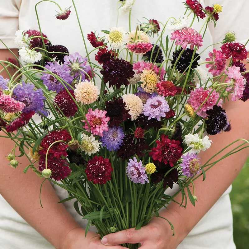 Scabiosa Seedlings: Pincushion Mix 6-pack