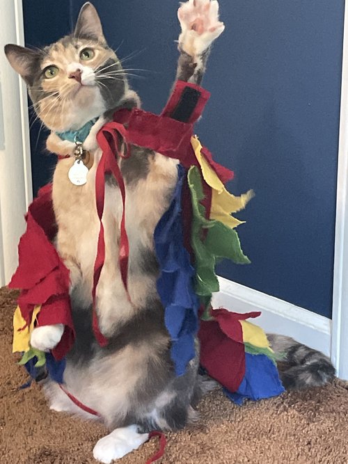 Cat apparel for cats online