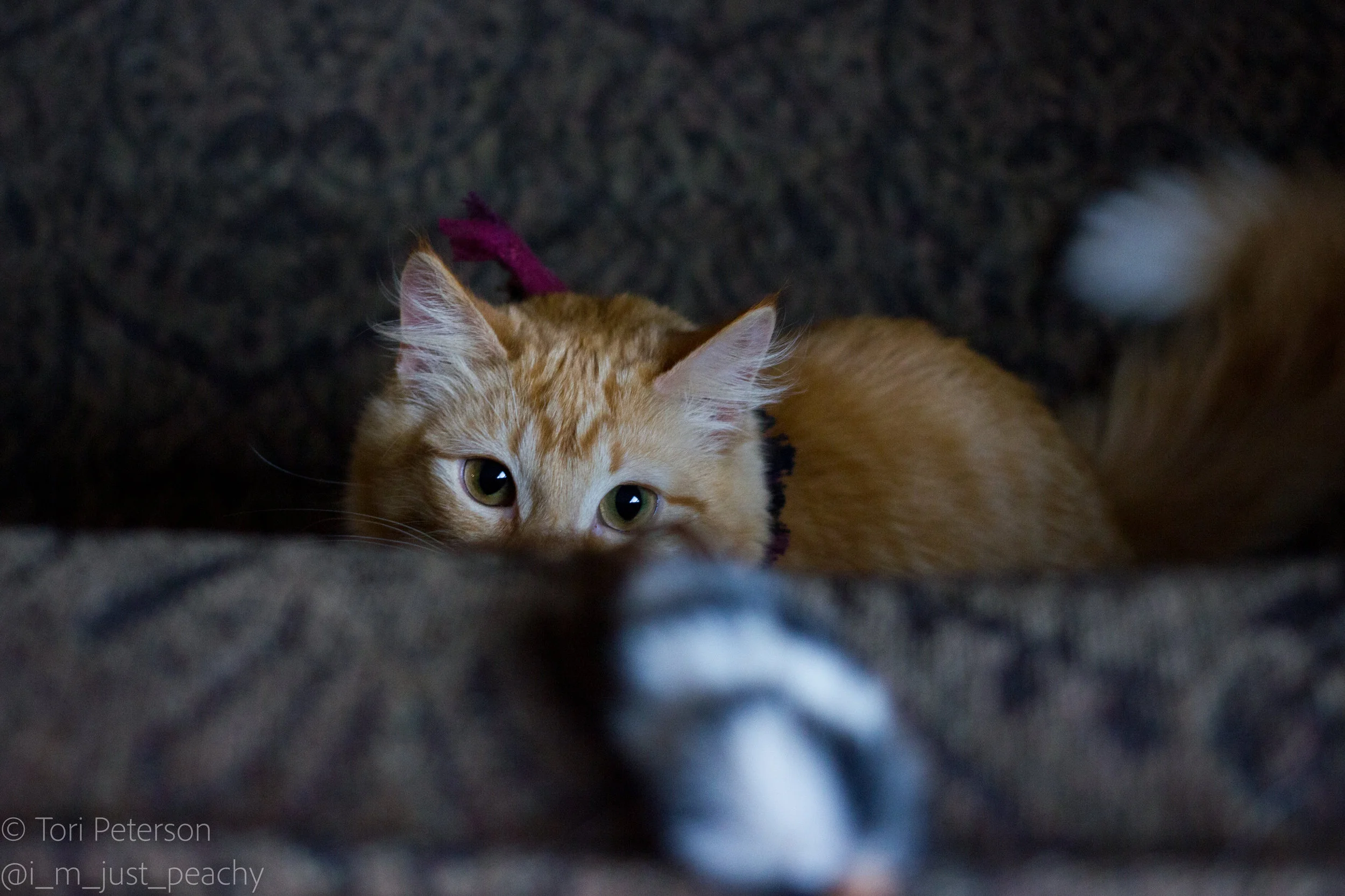 Staying Busy Not Bored: Cat Enrichment Ideas