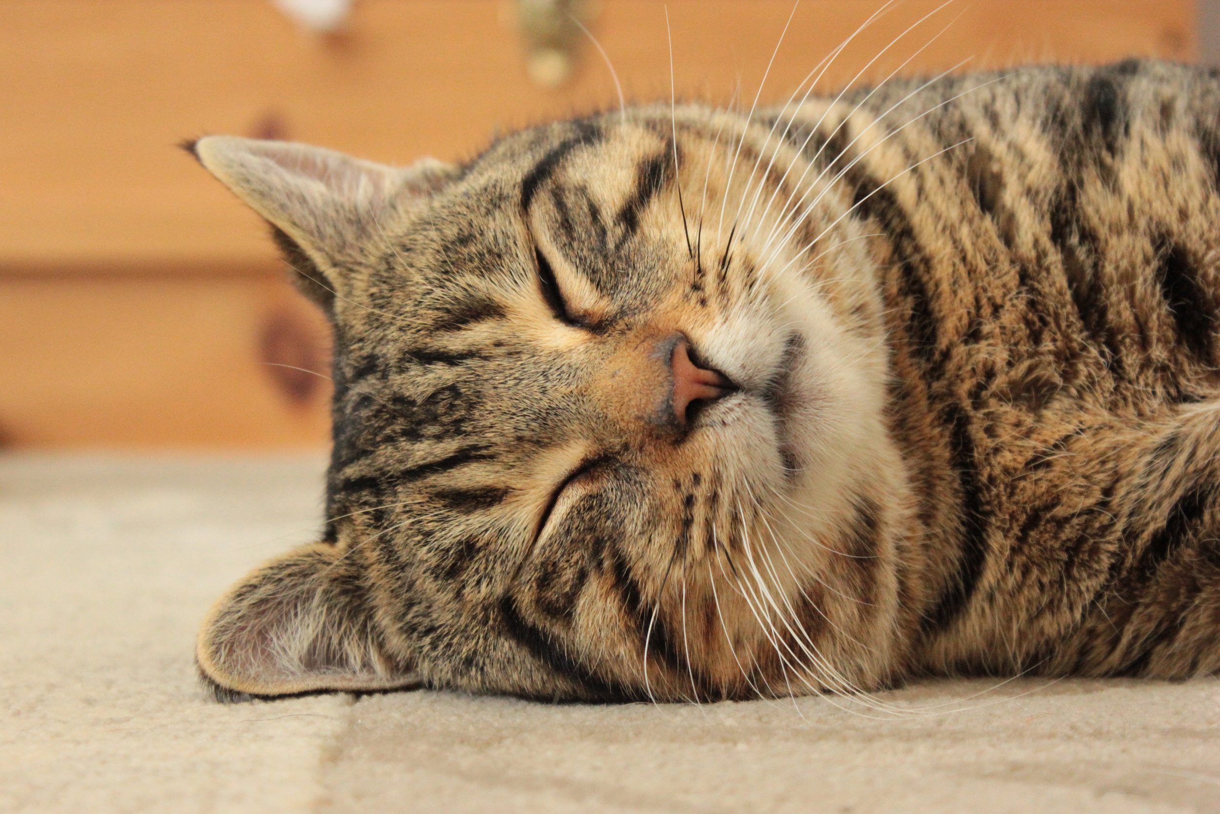 The Power of Purring