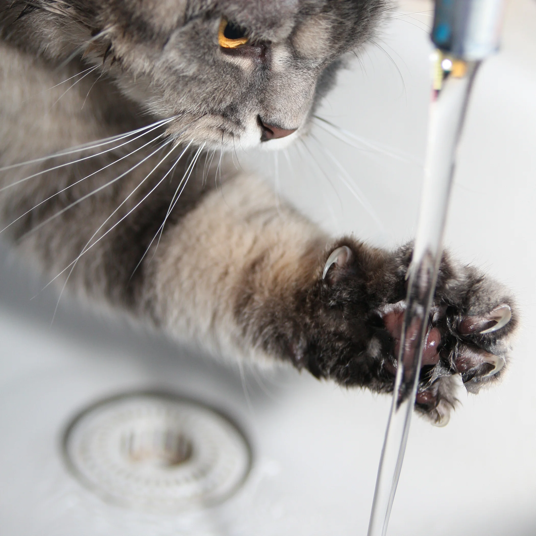 Water Works: 5 Summer Games for Your Cat