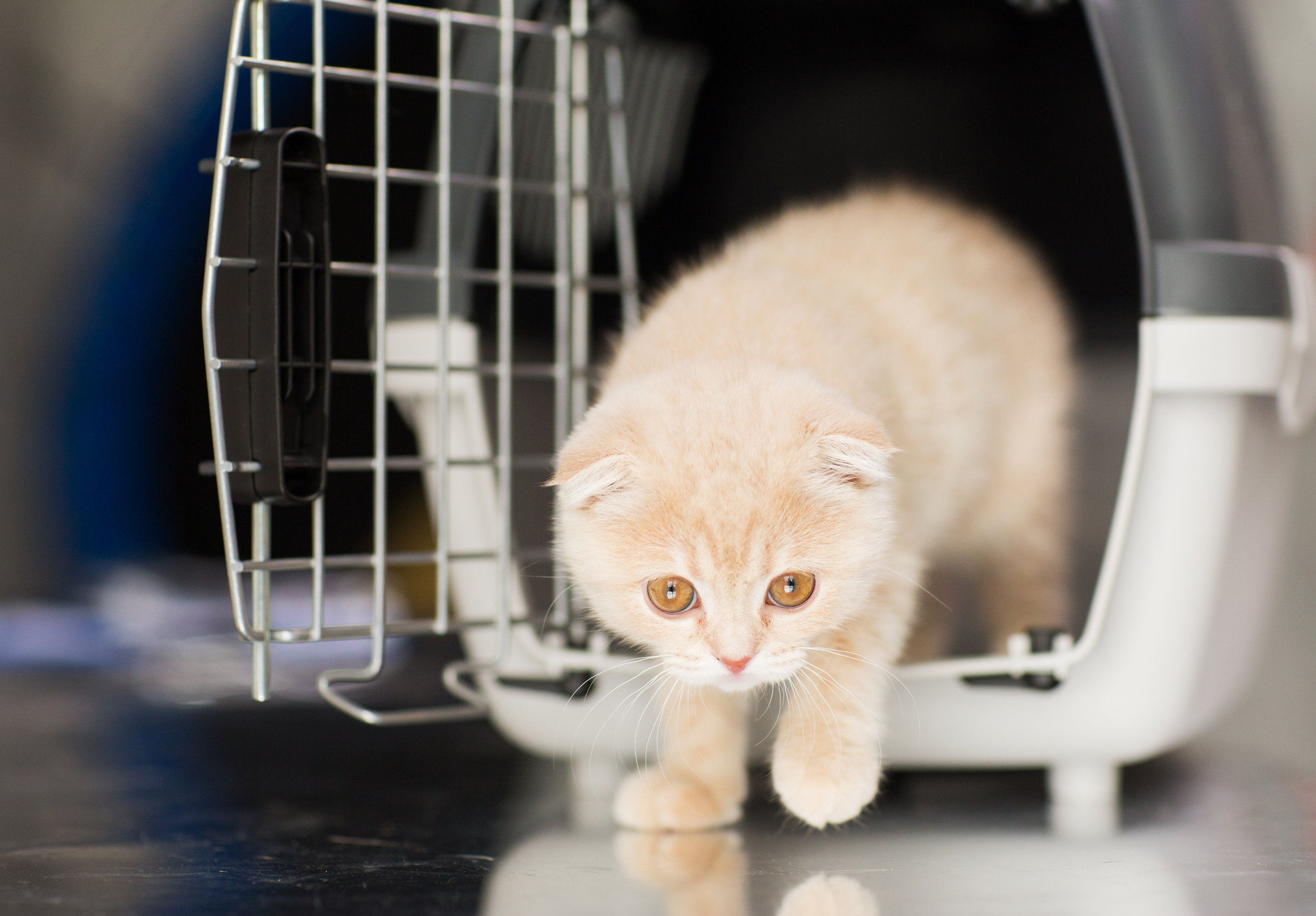 Best cat carrier for scared cat sale