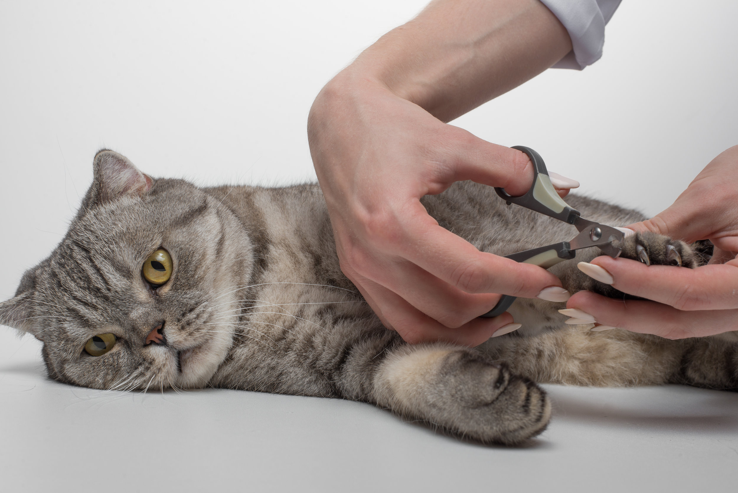 Easy DIY Cat Grooming for Beginners | Cat Grooming Tips