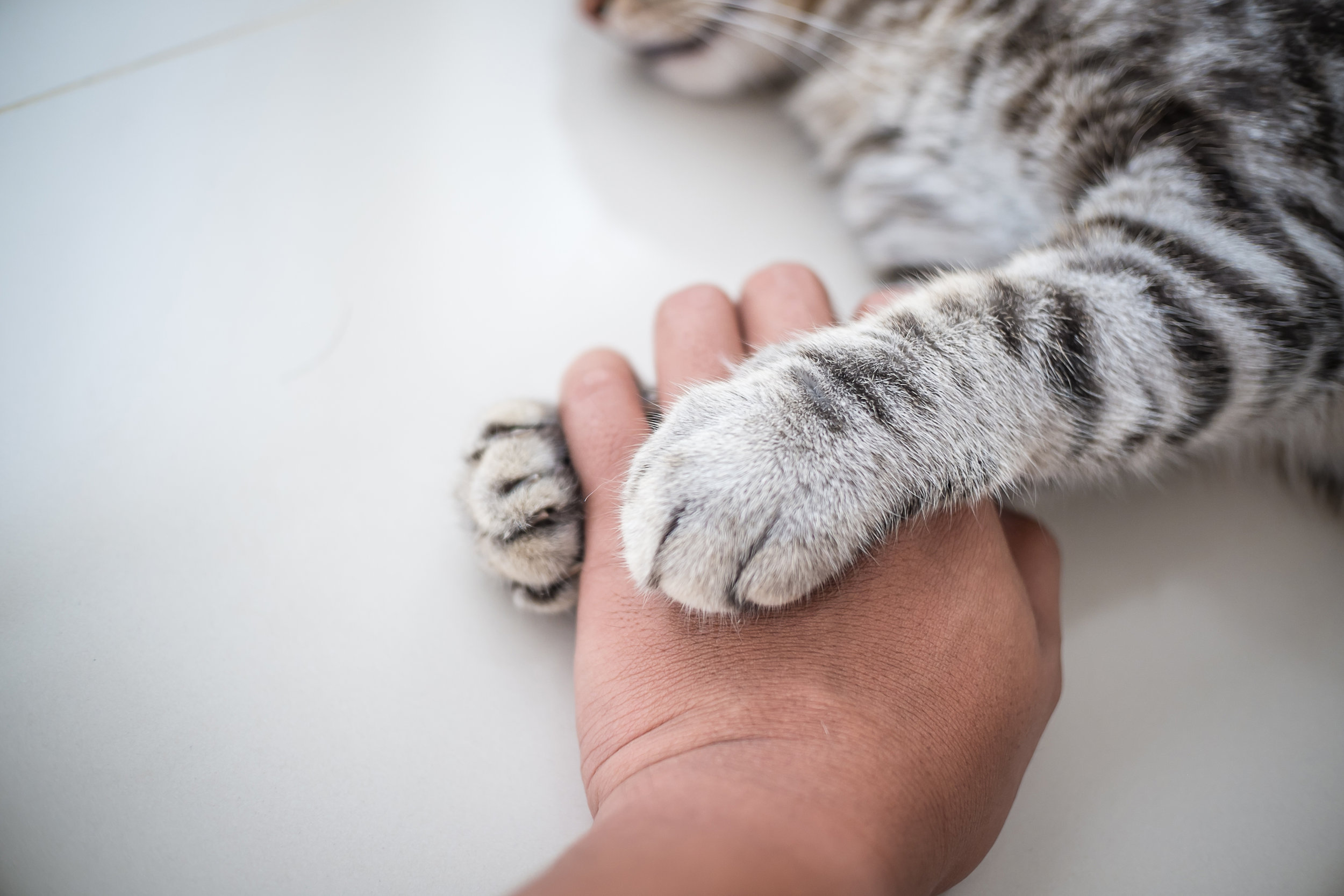 Why Does My Cat Scratch Me? — Space Cat Academy Why Does My Cat Scratch Me? — Space Cat Academy