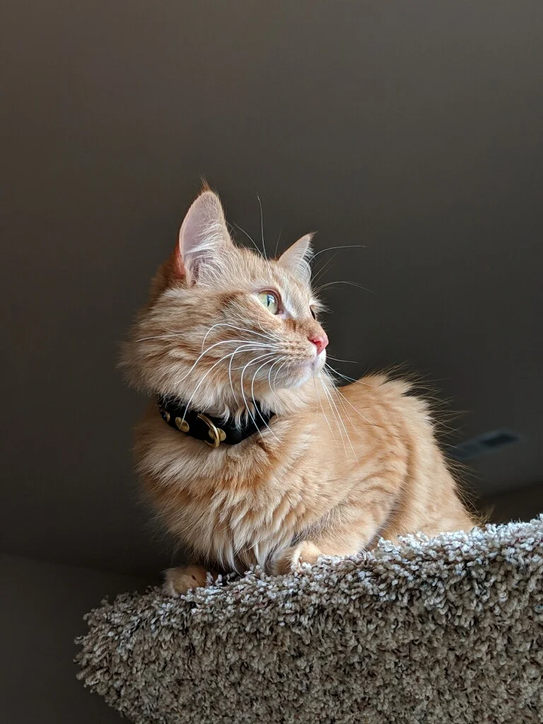 The Best Thing I Bought My Cat