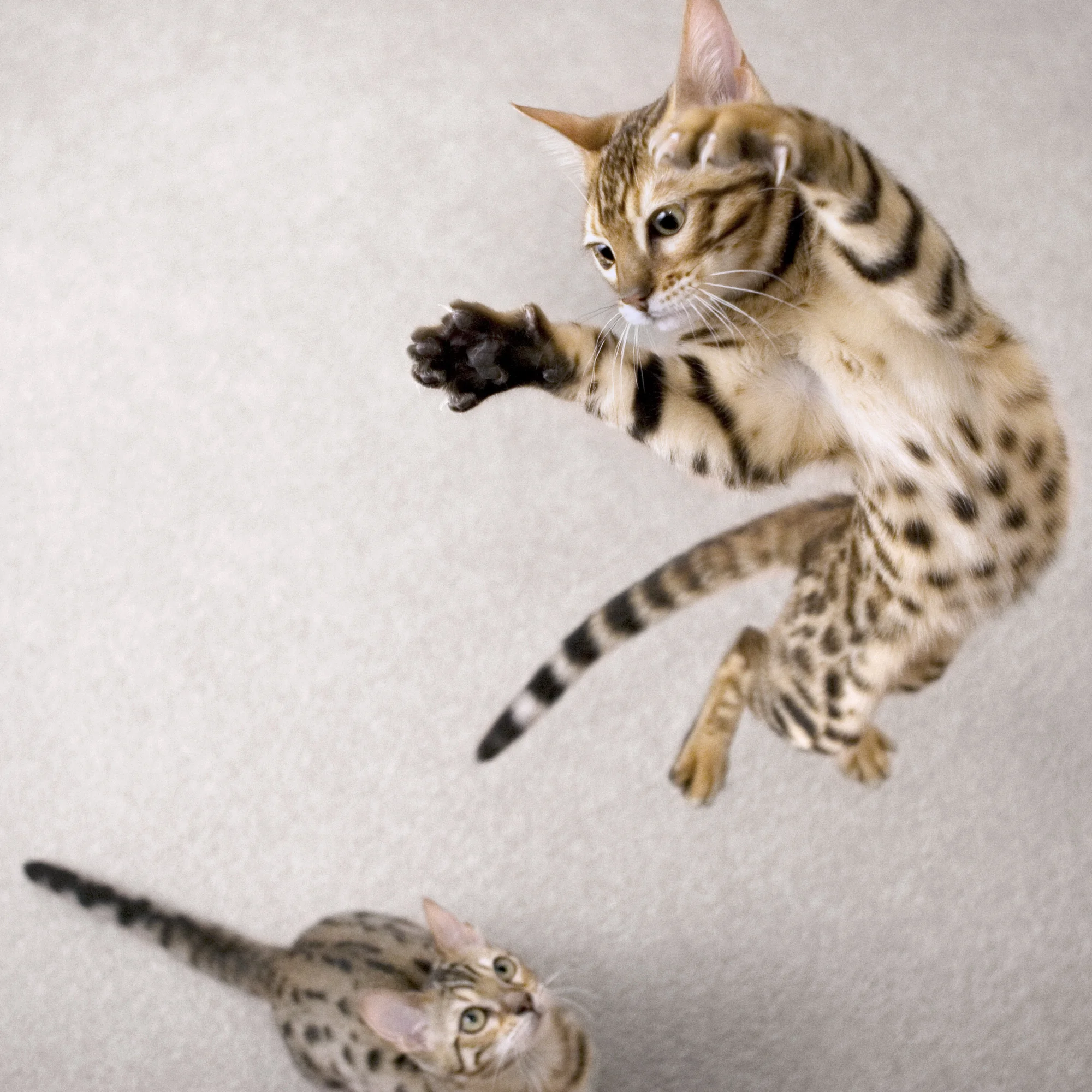 cat dancer deluxe