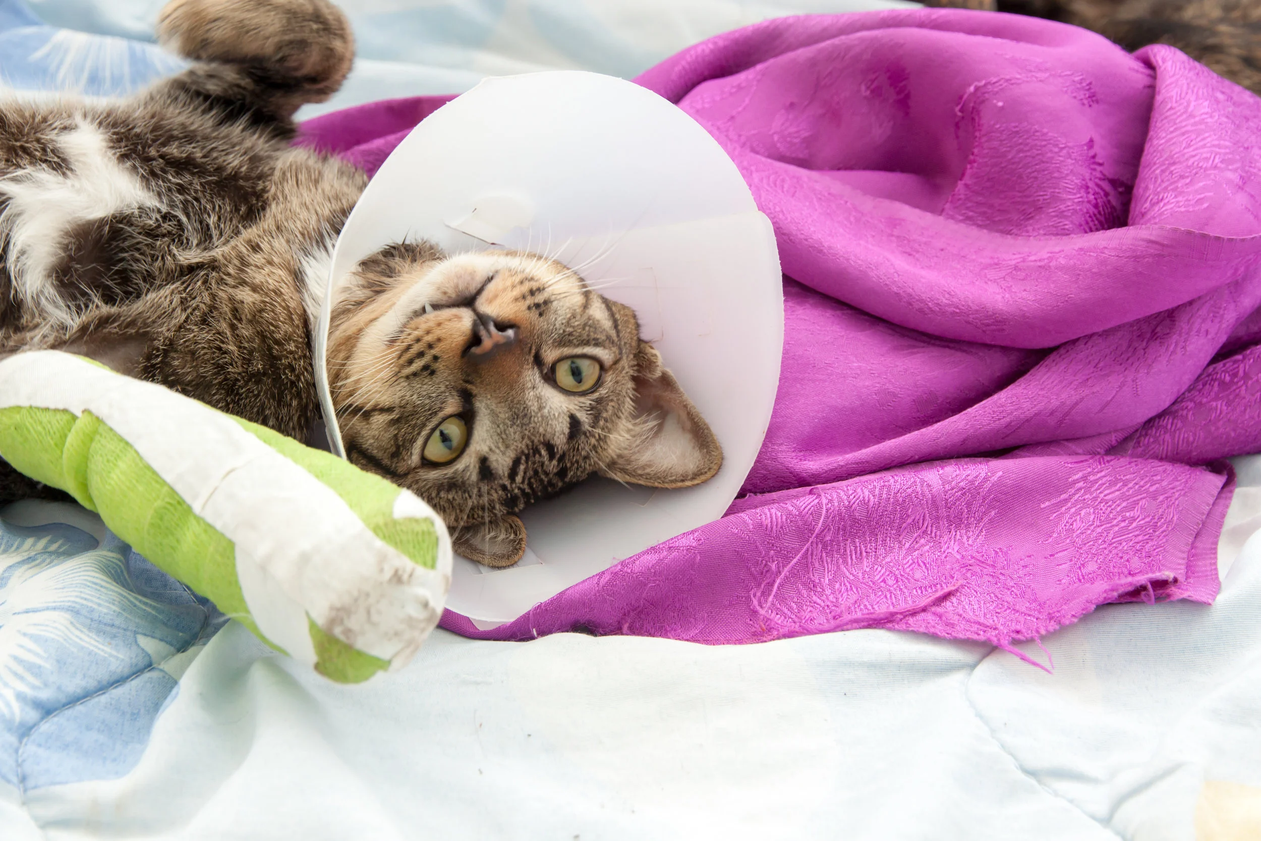 Staying Safe: Making Your Own Cat First Aid Kit