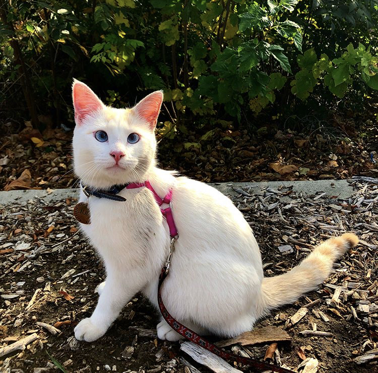 Photo by @clickerkittens