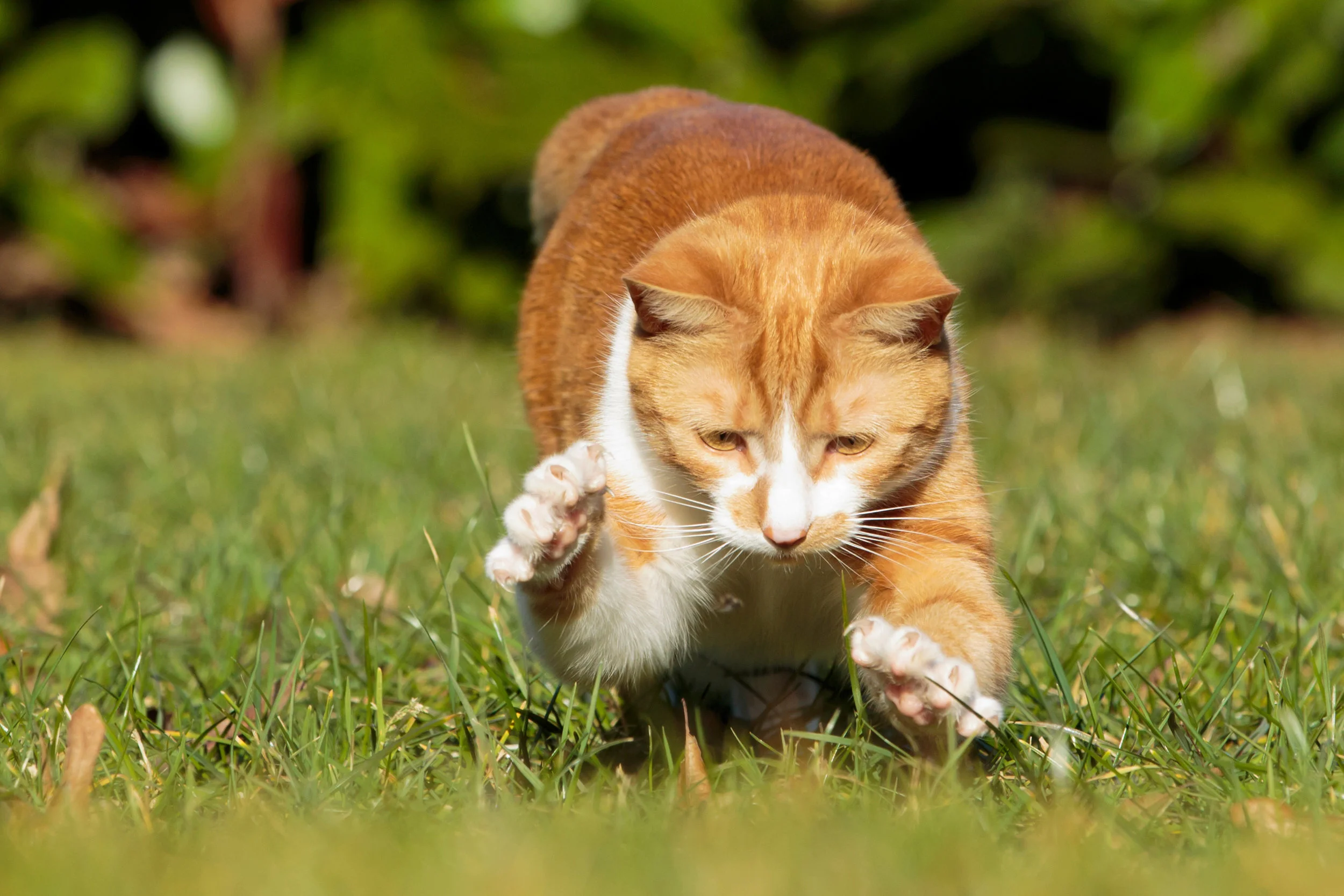 Keeping Your Cat Satisfied: The Cycle of Daily Needs