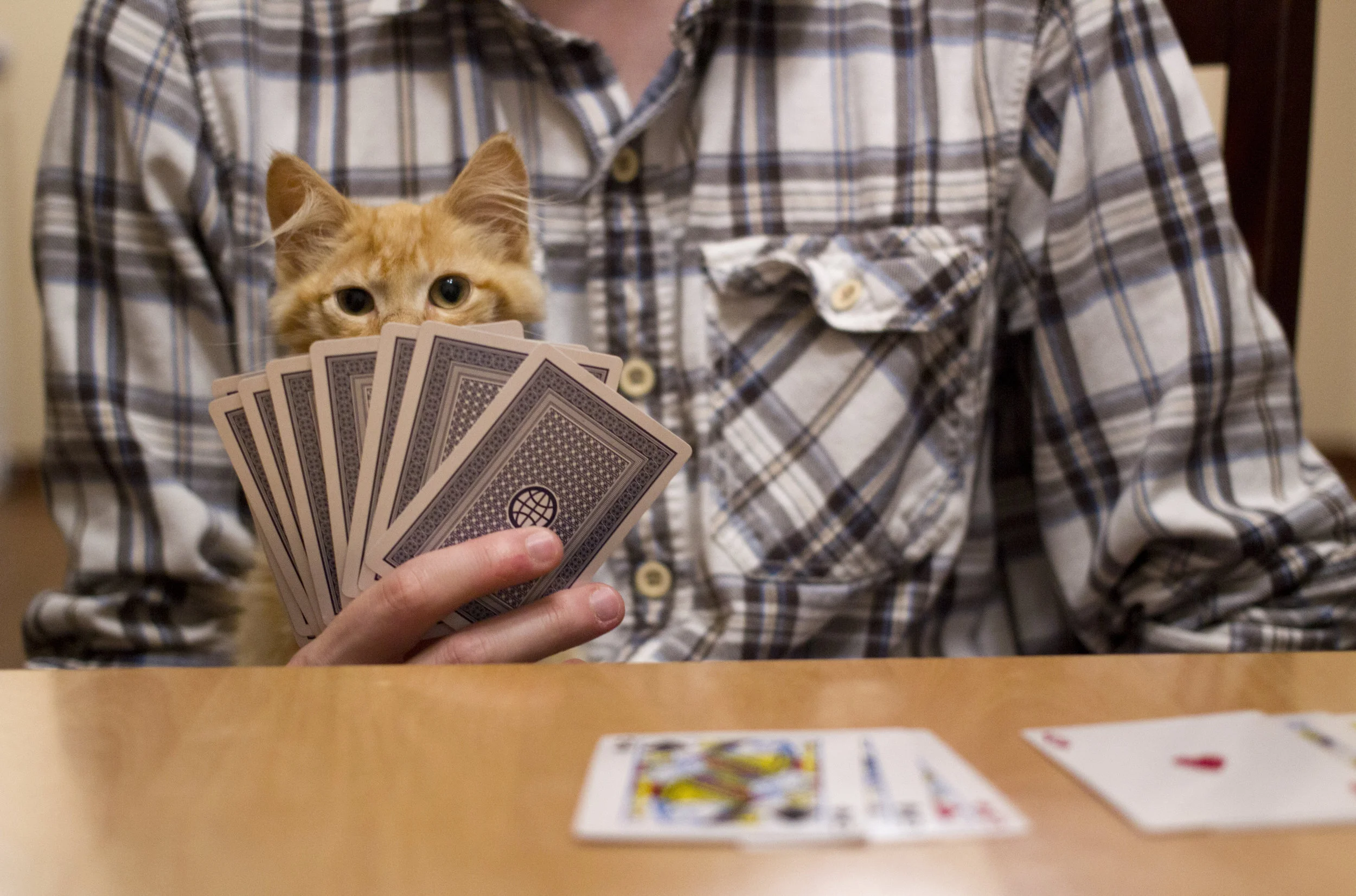 Gambling With Your Cat's Behavior: Solving Annoying Cat Behaviors
