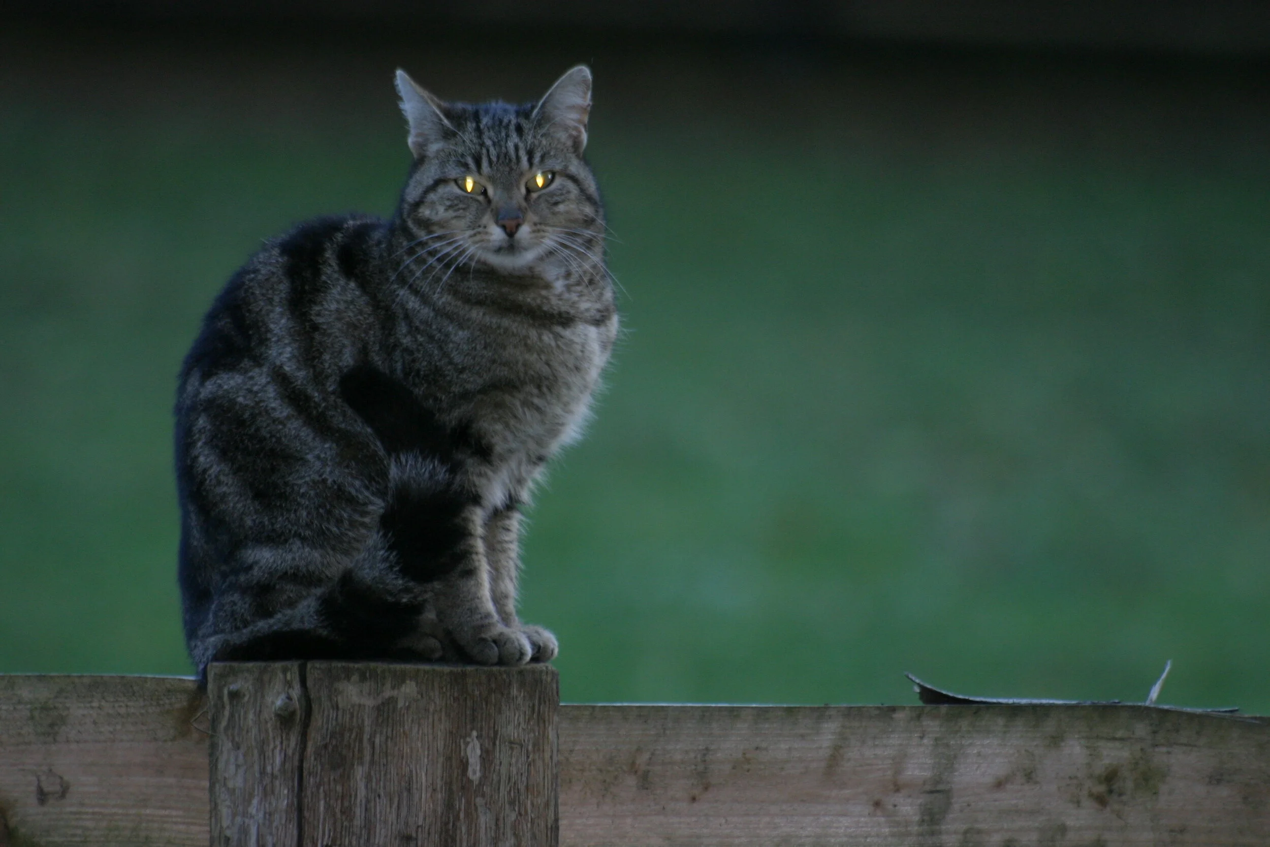 A Peek Through Your Cat's Eye