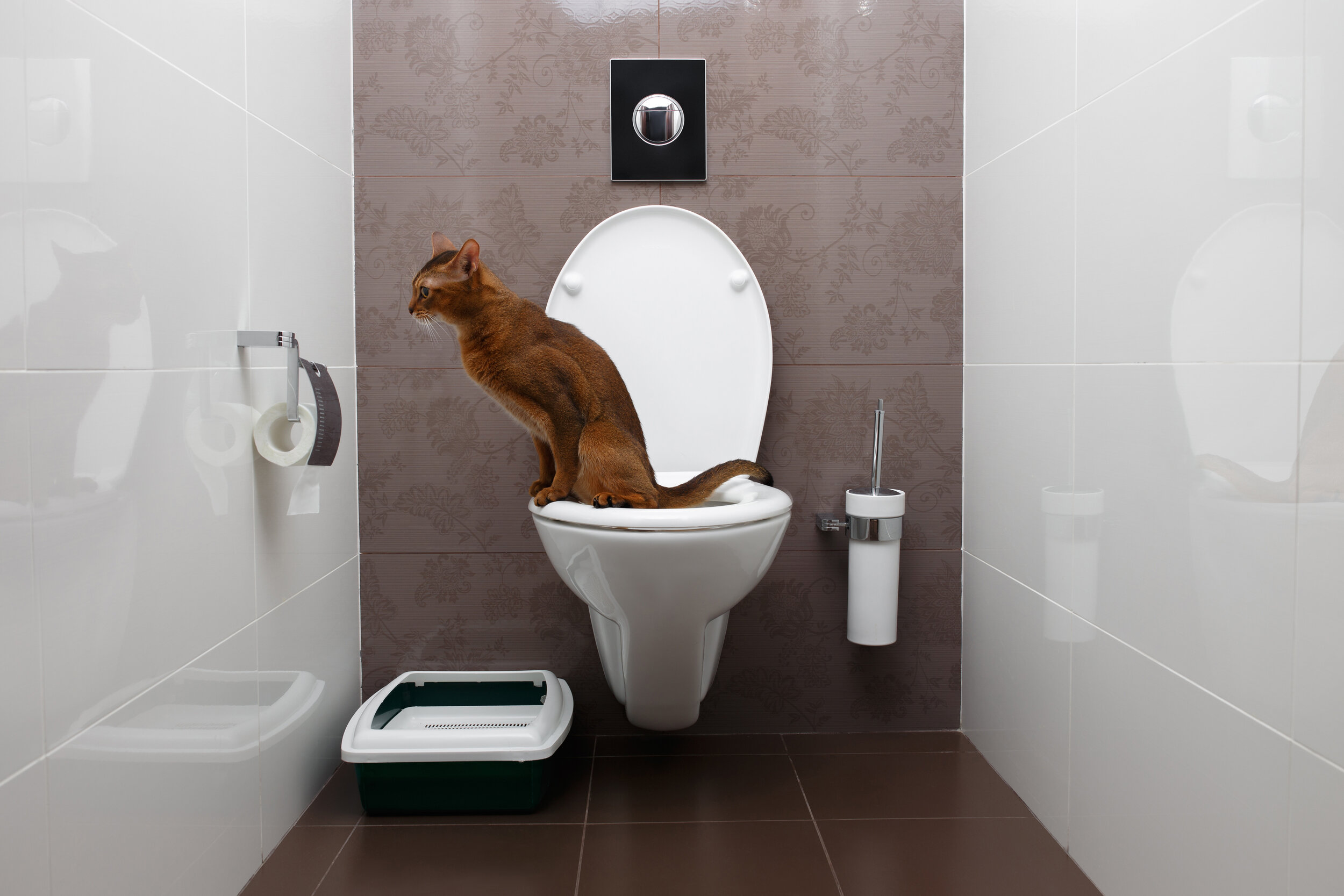 Is Toilet Training Right For Your Cat 10 Factors To Consider Space Cat Academy