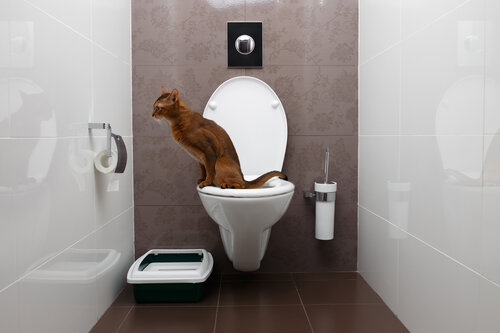 Cat toilet bowl trainer online