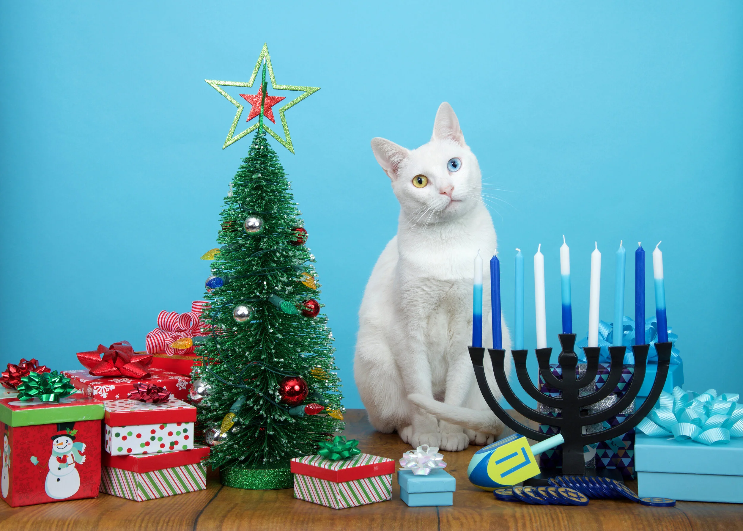 O Christmas Tree, How I Want to Destroy Thee: Tips for Cats During the Holidays