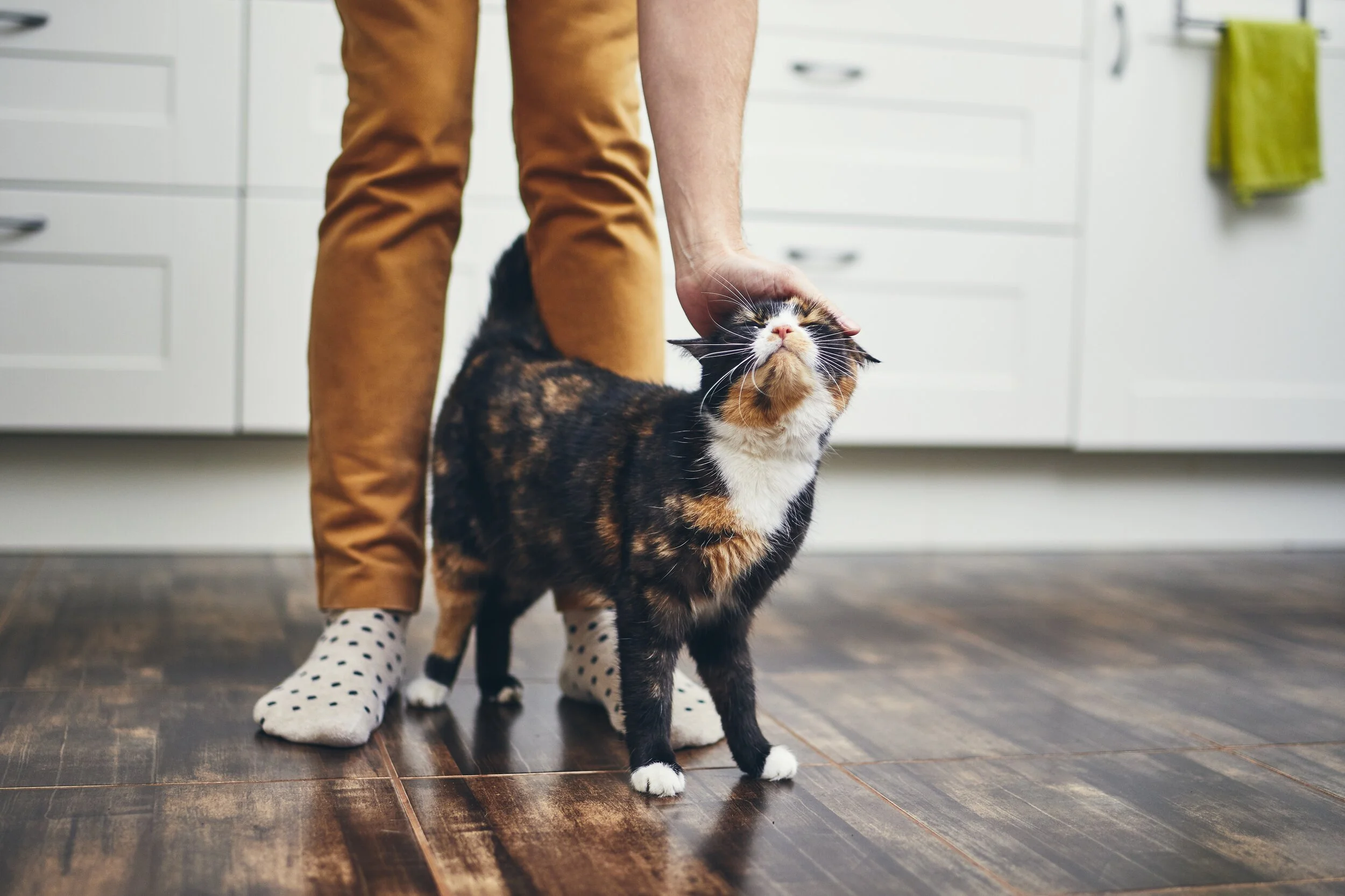 Cat Titles and Training: What’s the Point?