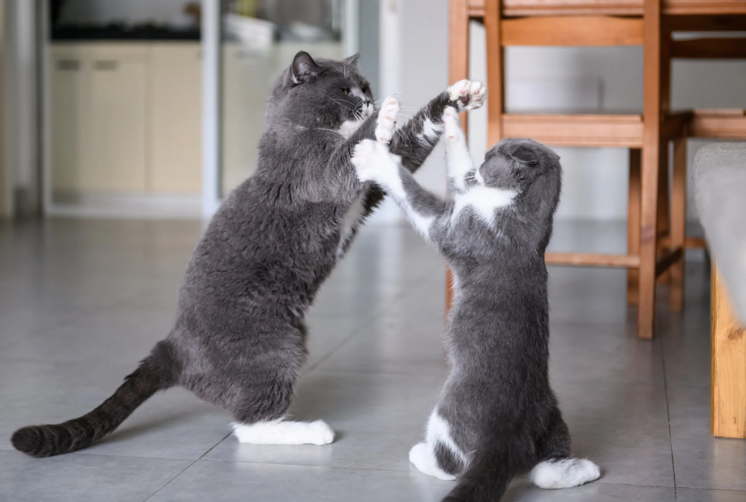 Cat Conflicts: Living in a Multi Cat Home