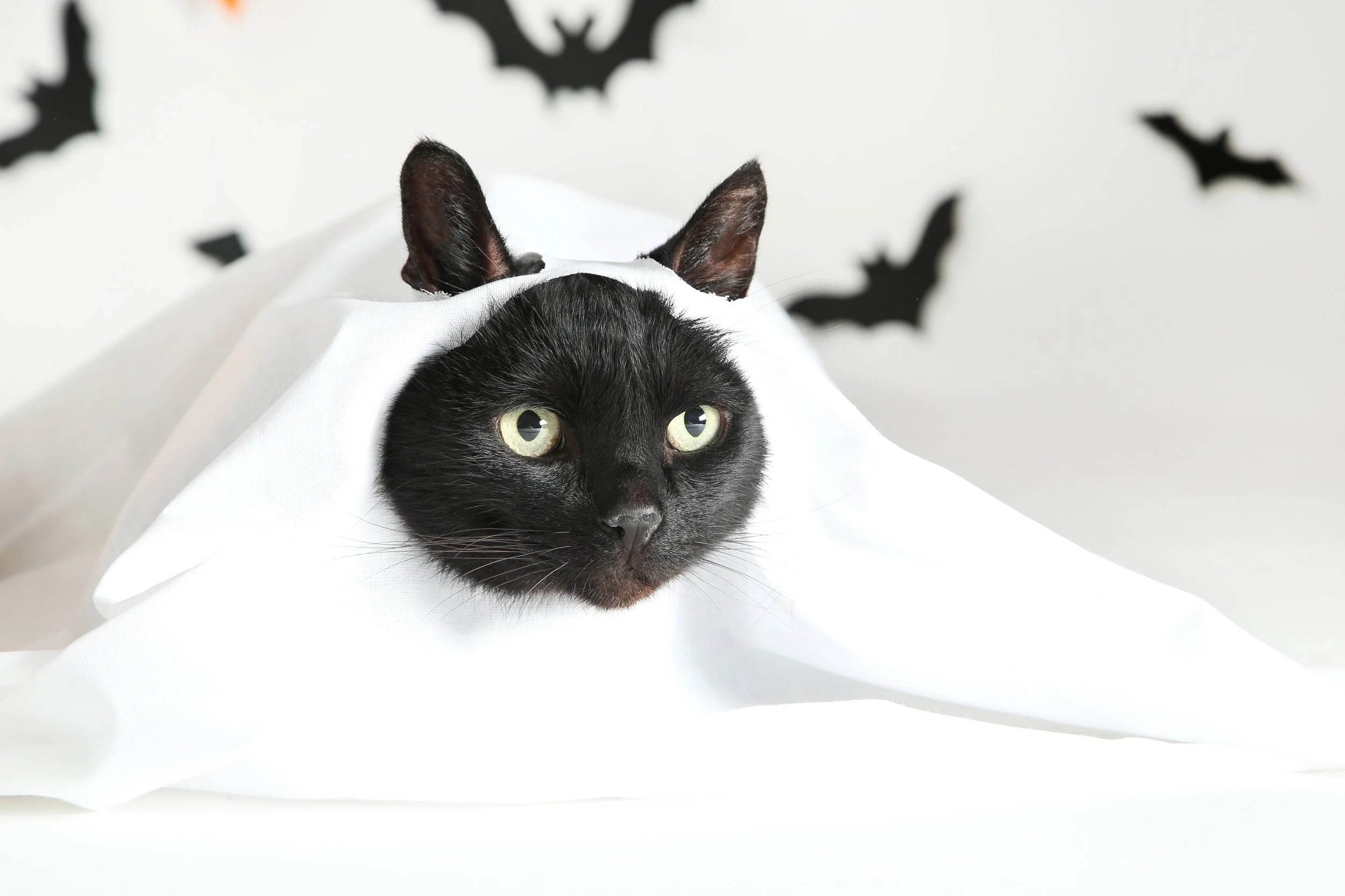 Cat Costumes: How to dress your cat without the stress