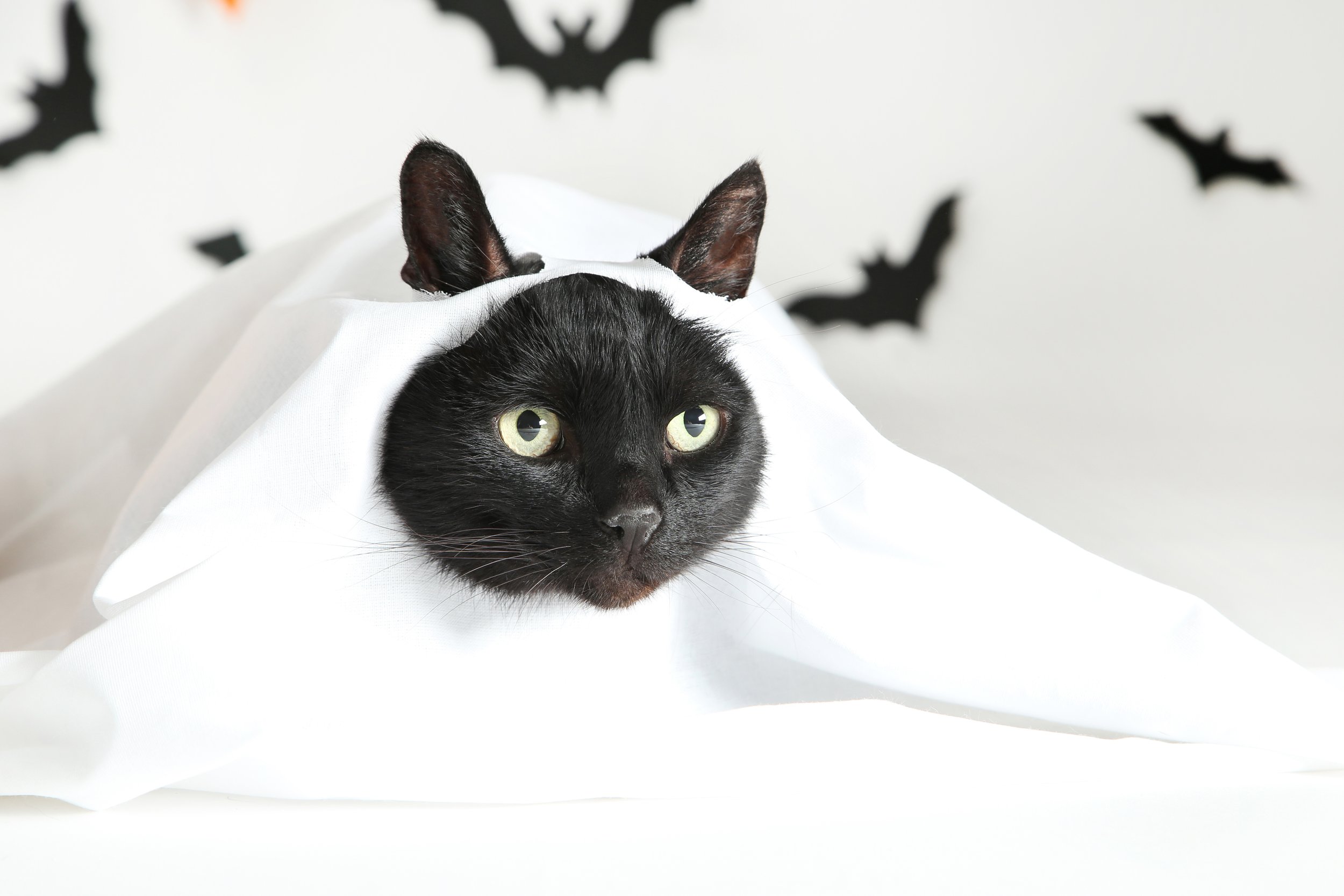 Cat Costumes: How to dress your cat without the stress — Space Cat Academy