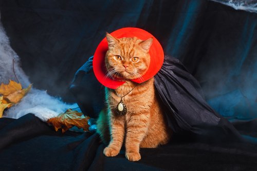 Putting clothes on cats online