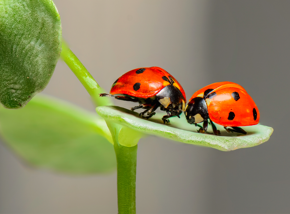 Macro photography of two lady bugs facing each other while standing on the leaf of a small green plant against a gray background