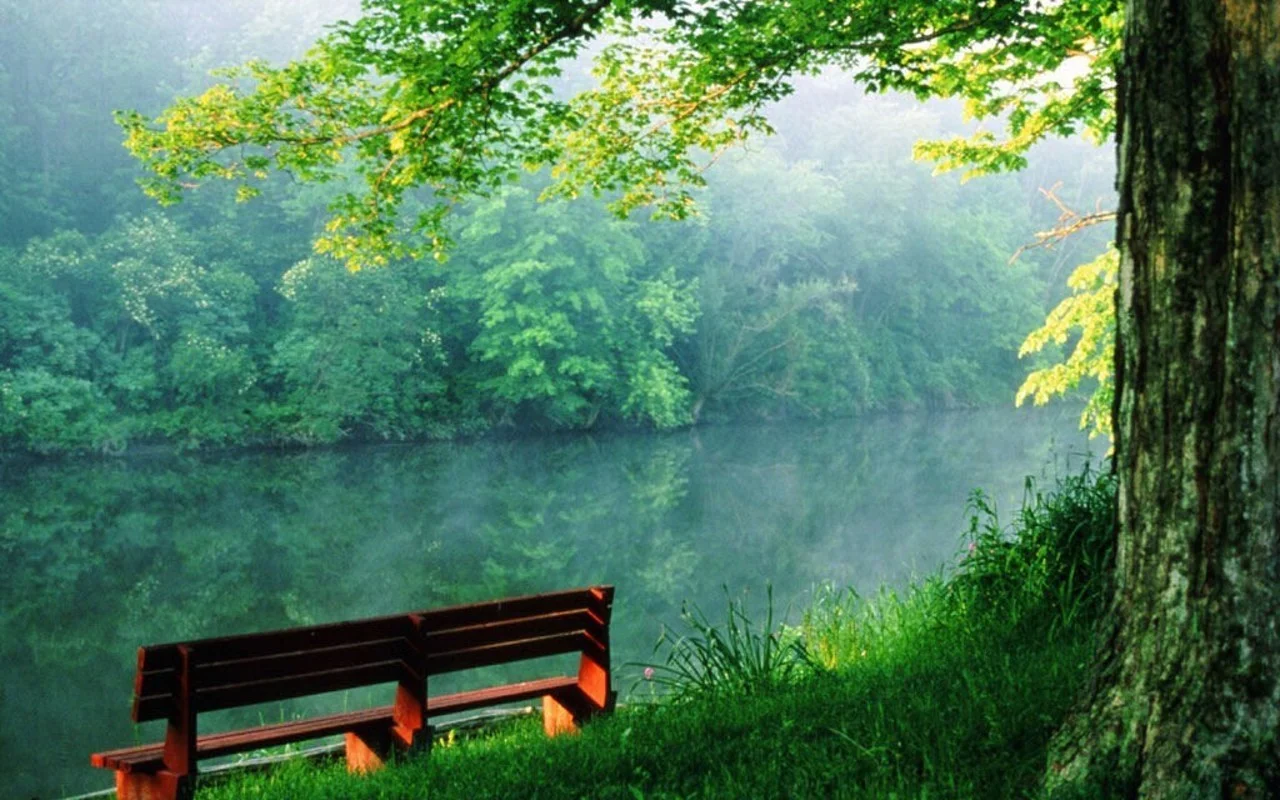 Photo of an empty bench along the shore of water surrounded by green grass and trees