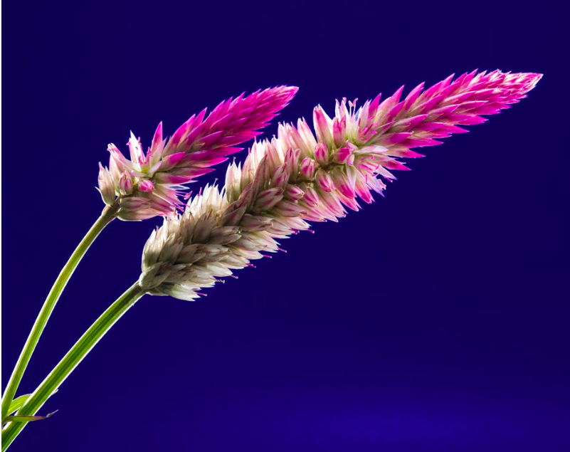 Macro photography of two magenta flowers against a vivid blue background