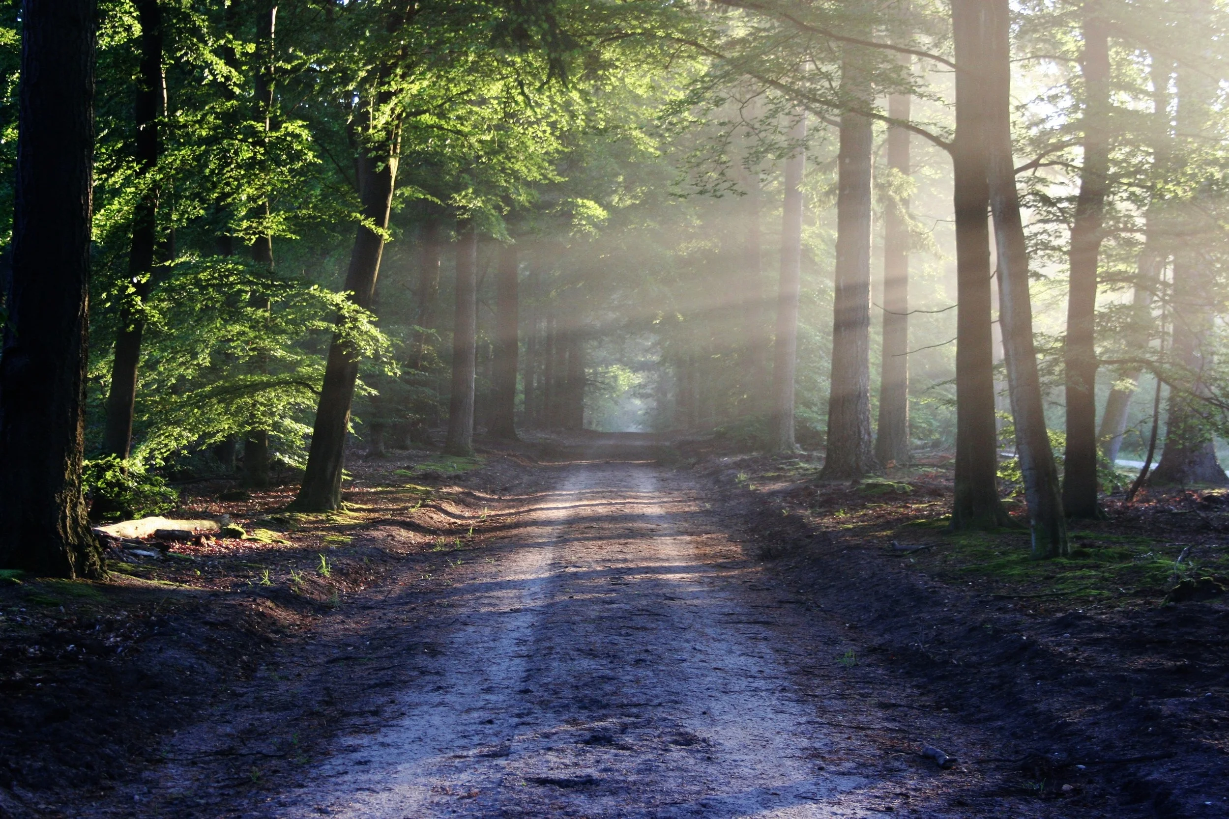 road-sun-rays-path.jpg