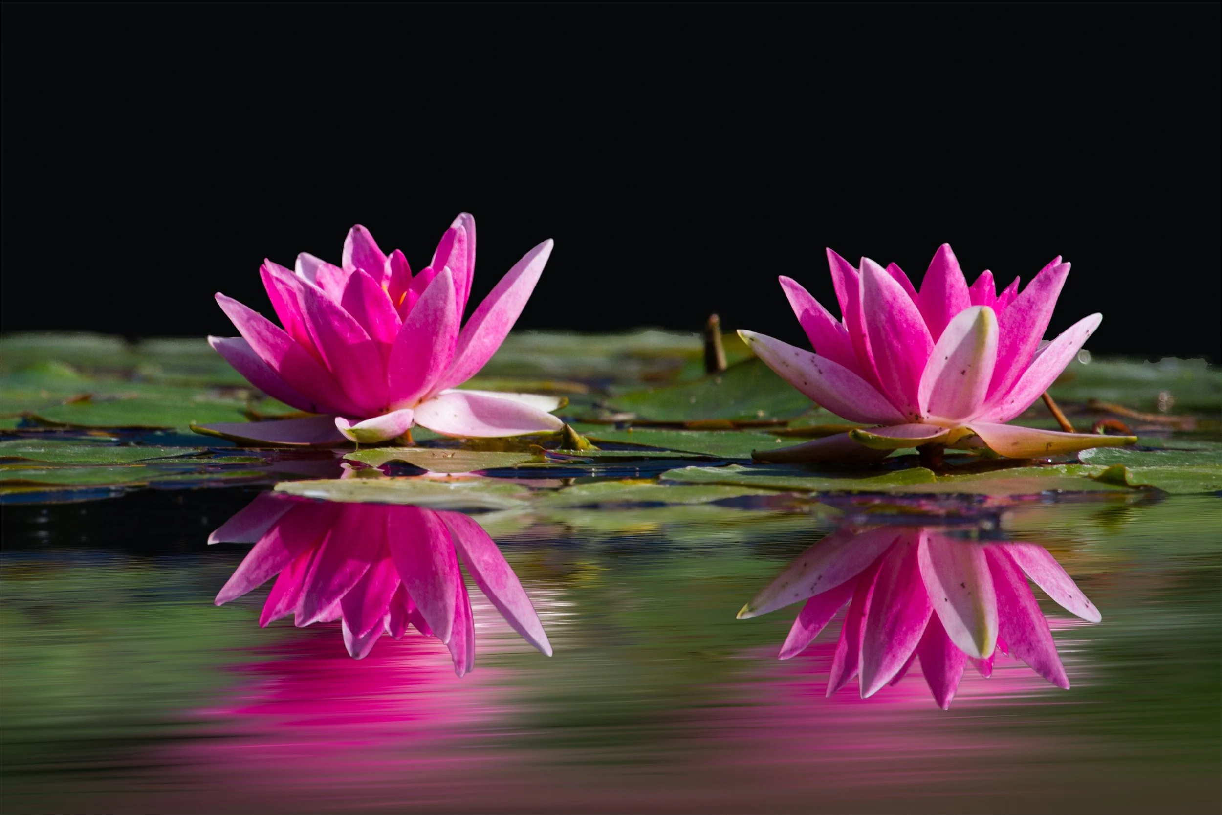 Photo of two magenta colored water lilies floating in water with reflections
