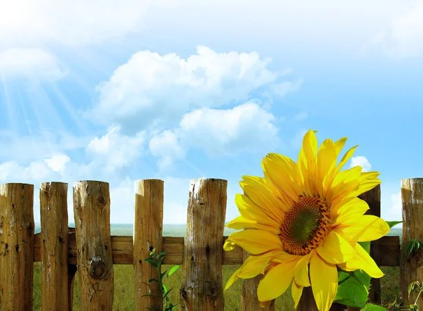 Image of a fence in a field with one large yellow sunflower
