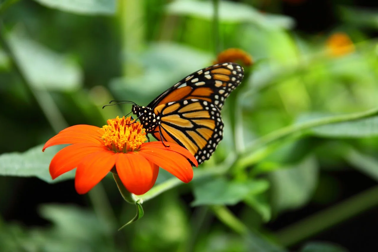 Image of a monarch butterfly sitting on an orange flower against a green background