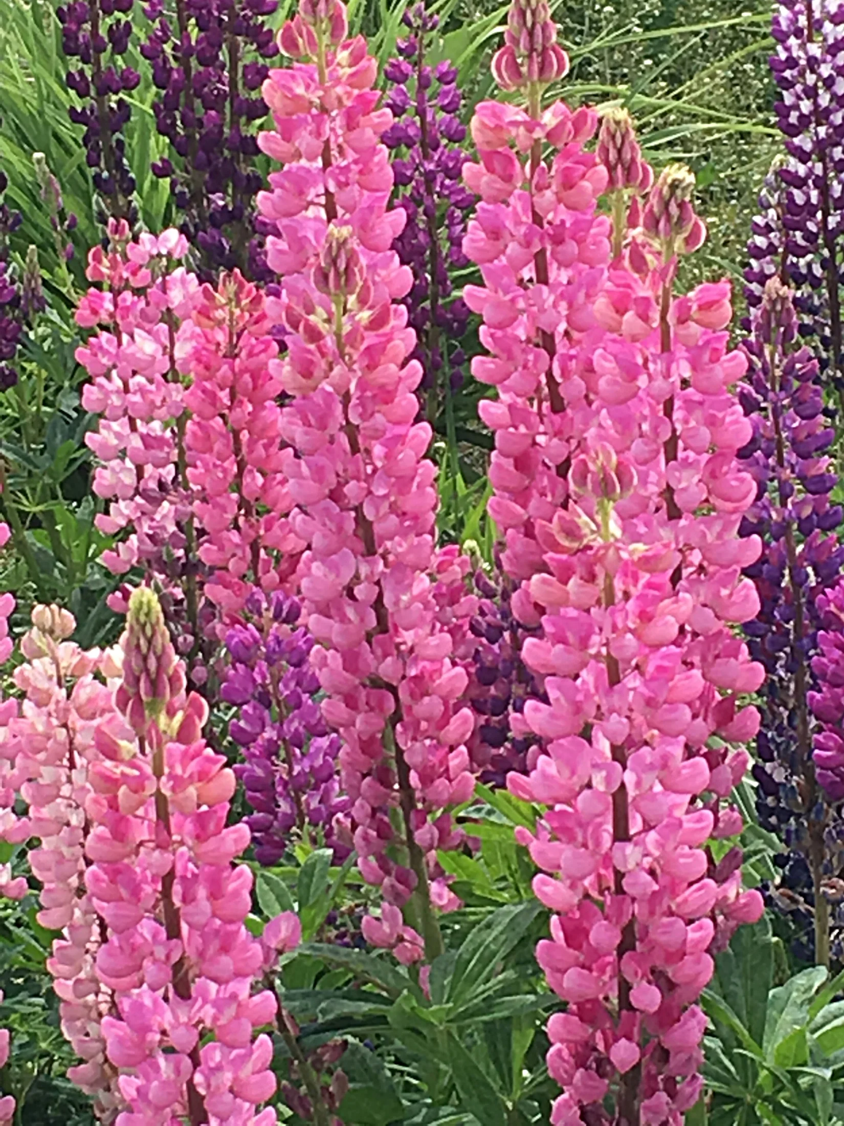 IMG_0880.JPG