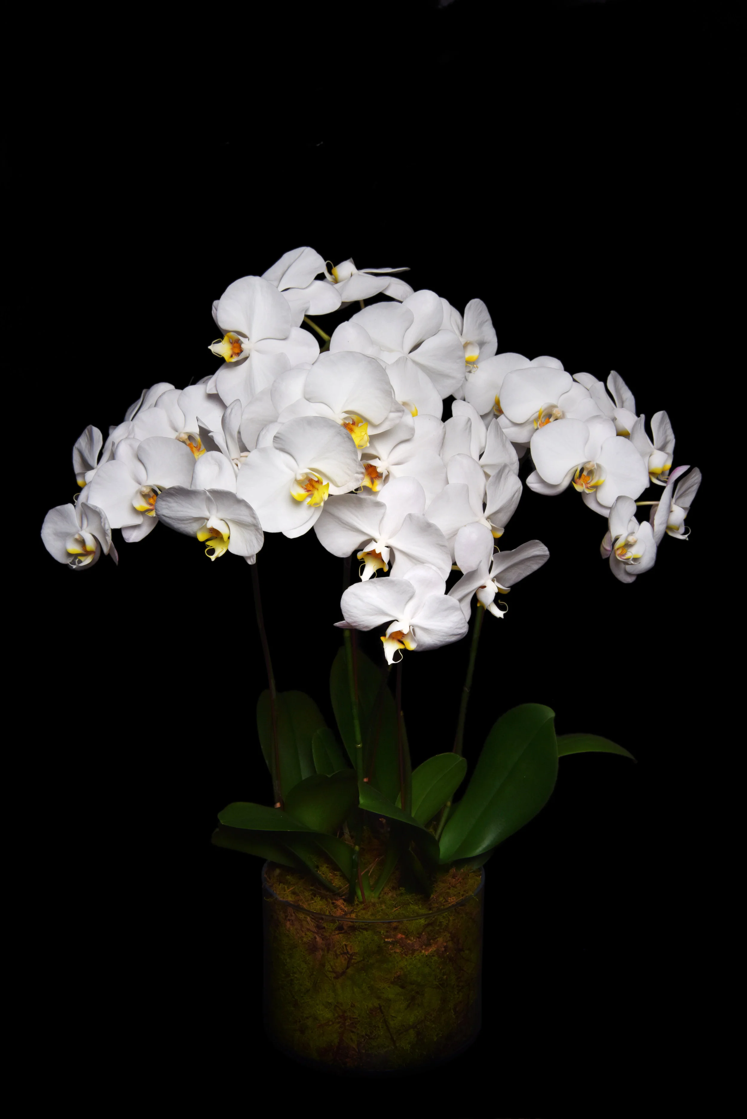 Botanique arrangement by Maison Fleur Floral Designs