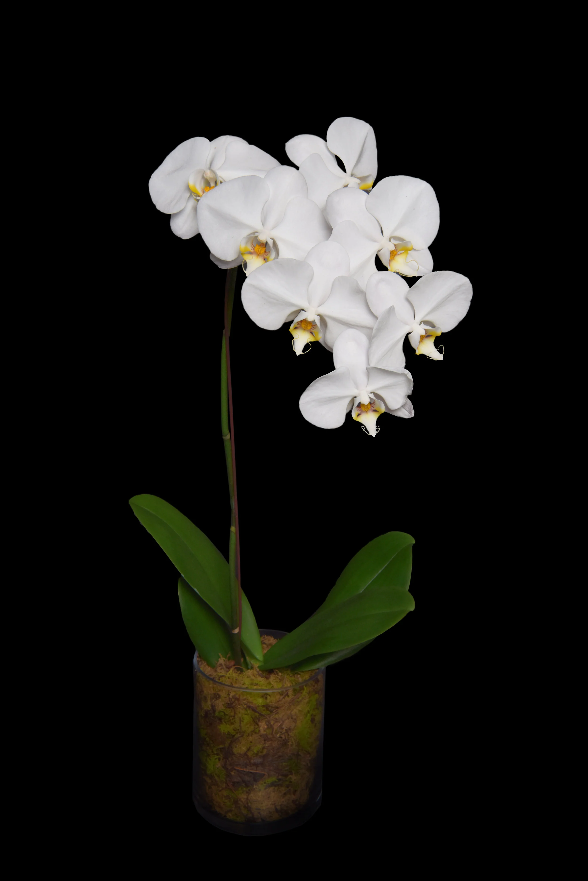 Phalaenopsis Butterfly Orchid Plant
