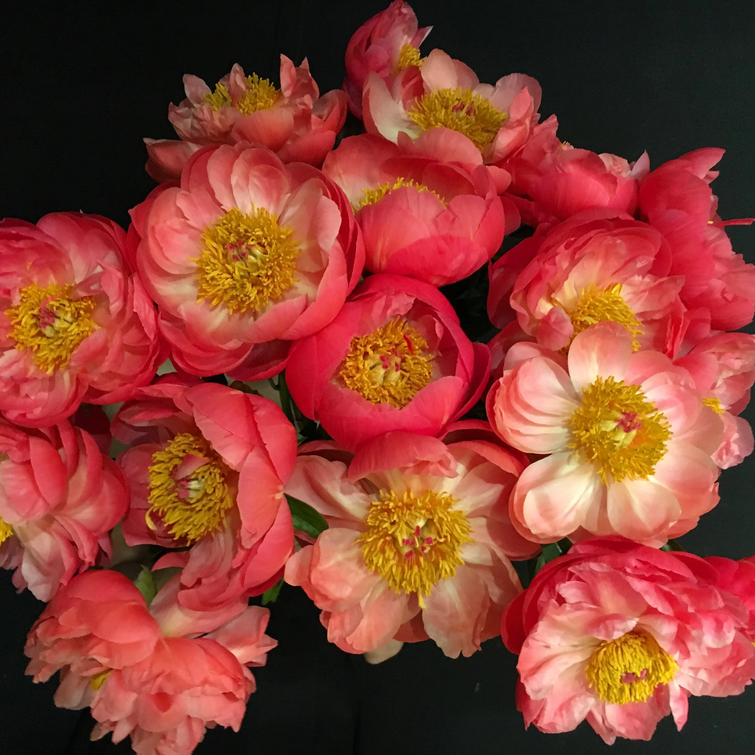 Coral Charm Peony Wrap