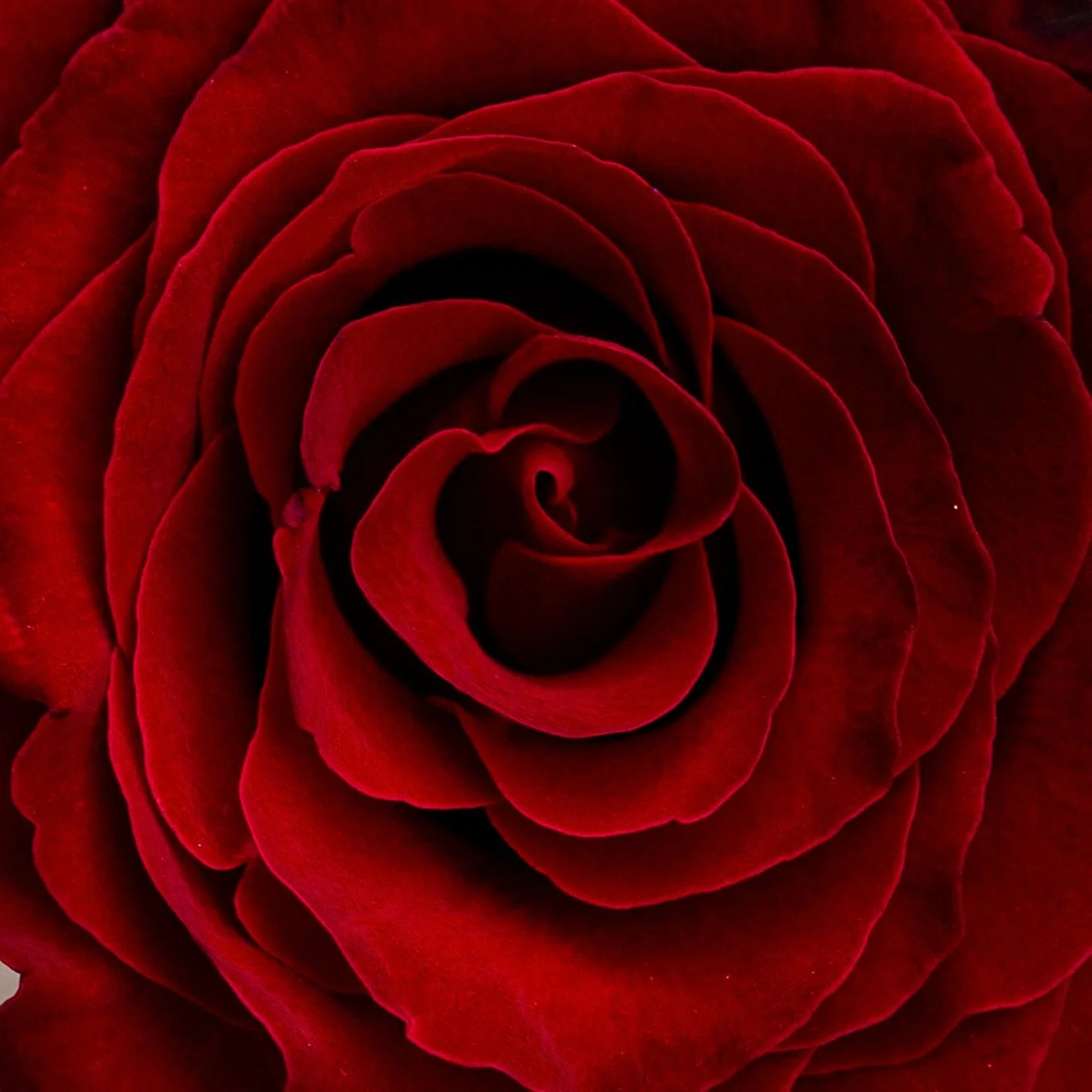 REd Rose Gift Card.jpeg