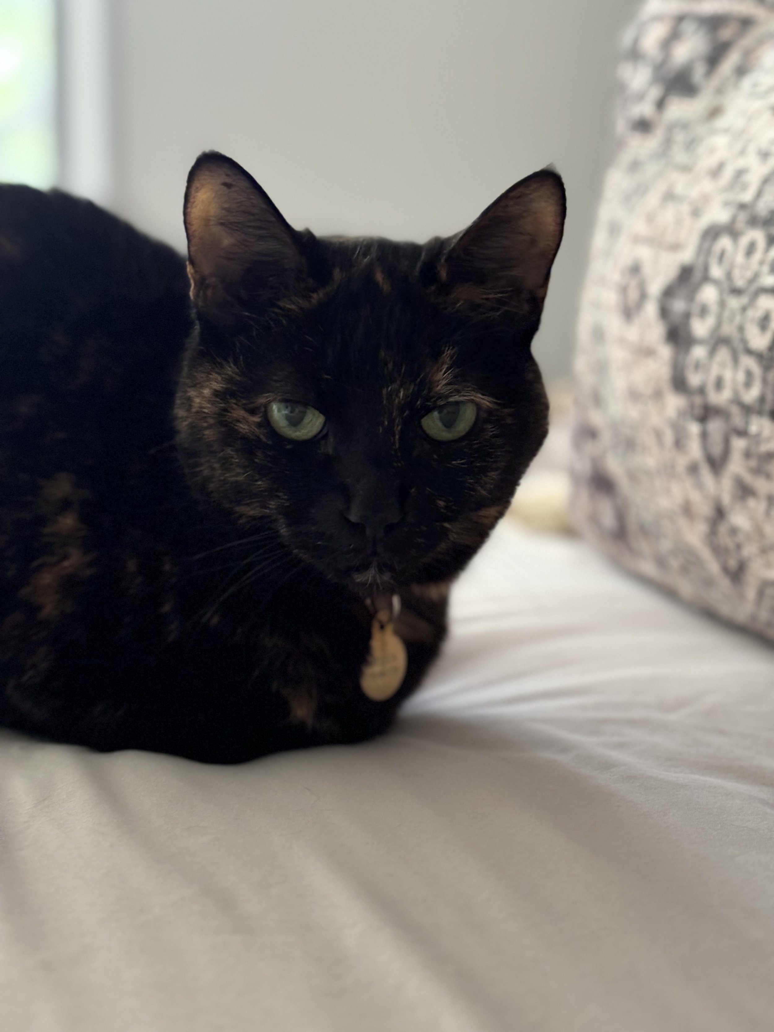 Cat 2.jpg