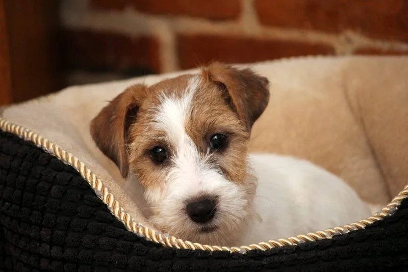 Royal Fox Road Elevage Jack Russell Terrier