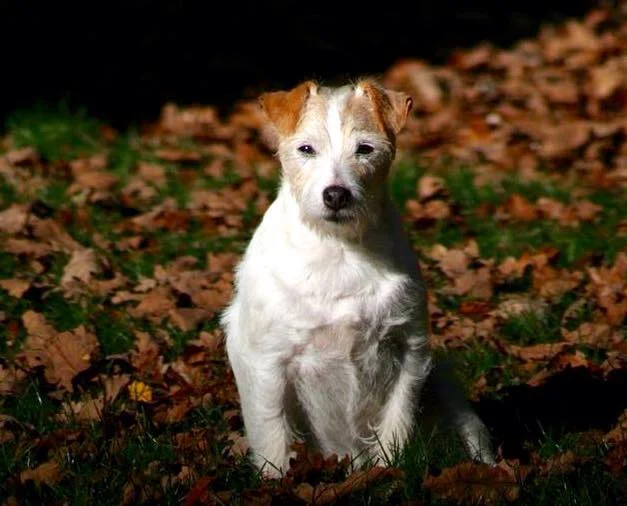 Royal Fox Road Elevage Jack Russell Terrier