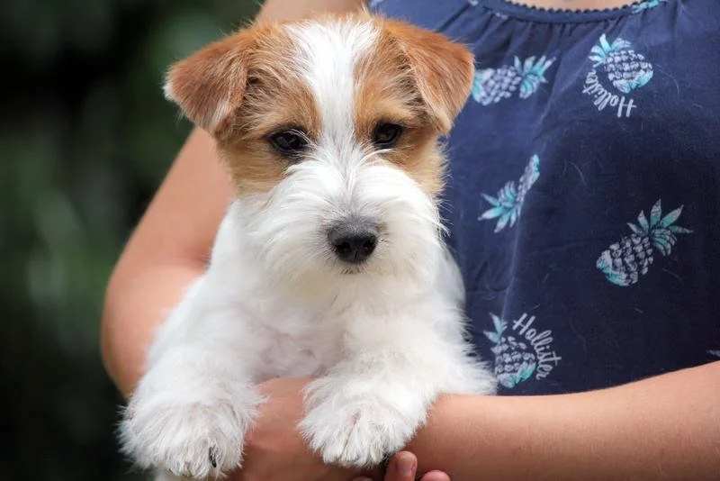 Royal Fox Road Elevage Jack Russell Terrier