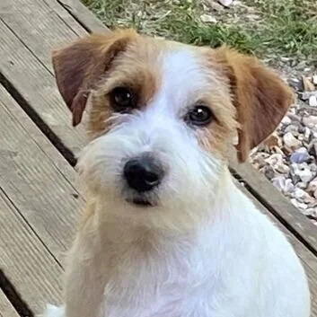 Elevage Jack Russell Terrier Royal Fox Road Elevage Jack Russell Terrier Royal Fox Road