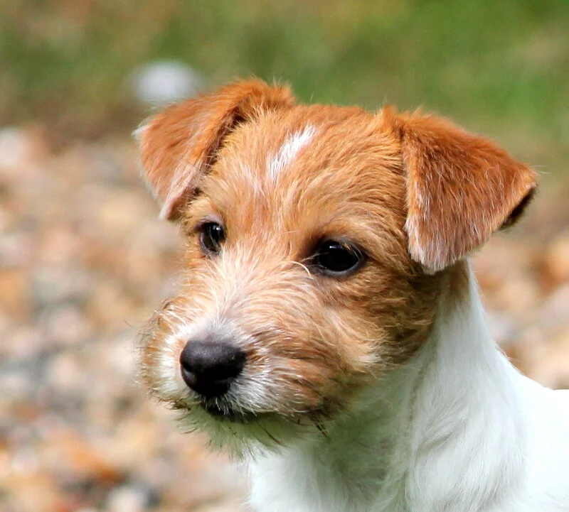 Elevage Jack Russell Terrier Royal Fox Road