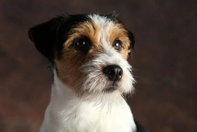 Lovely Orange Black Buttery