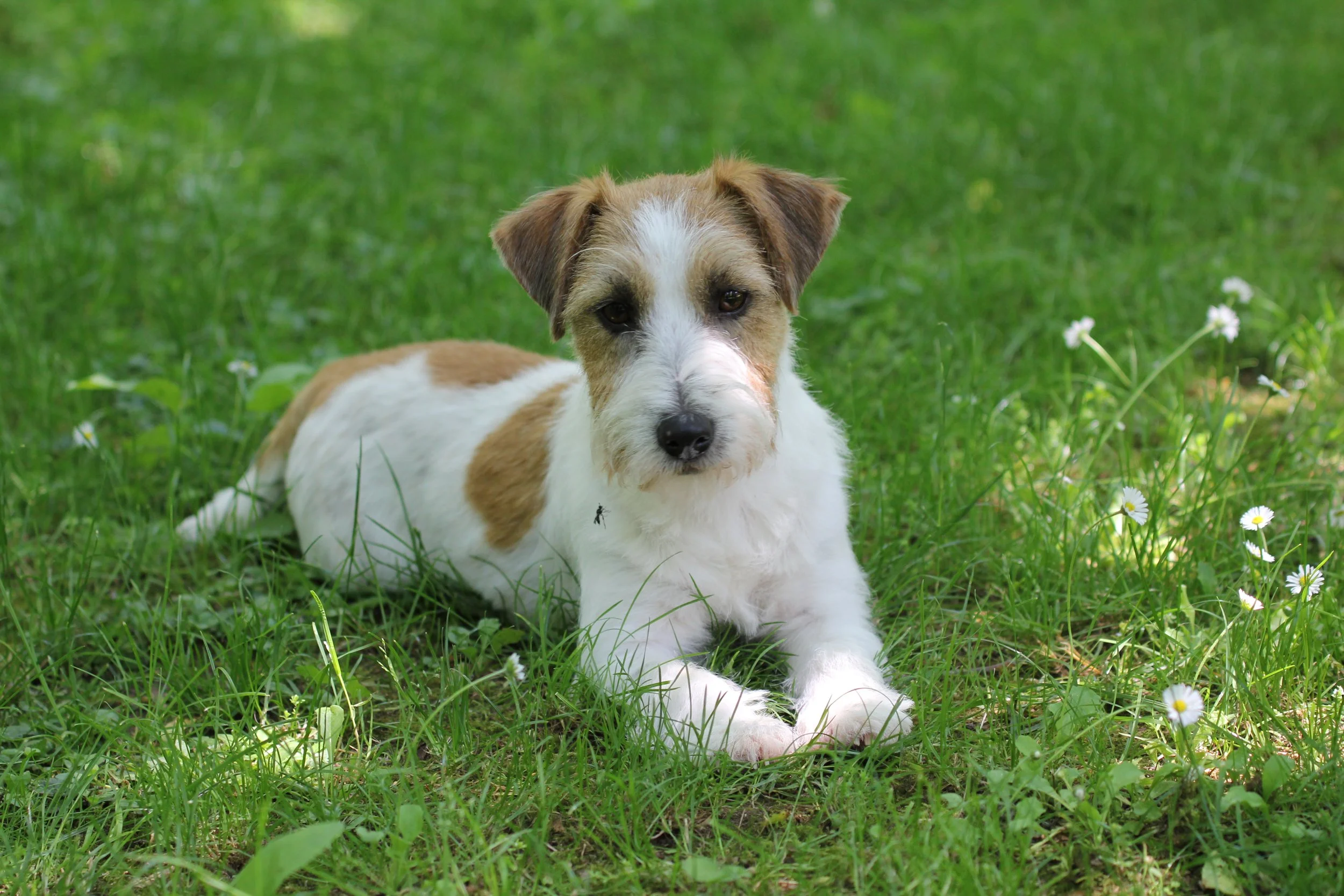 All Jacks Quintessence