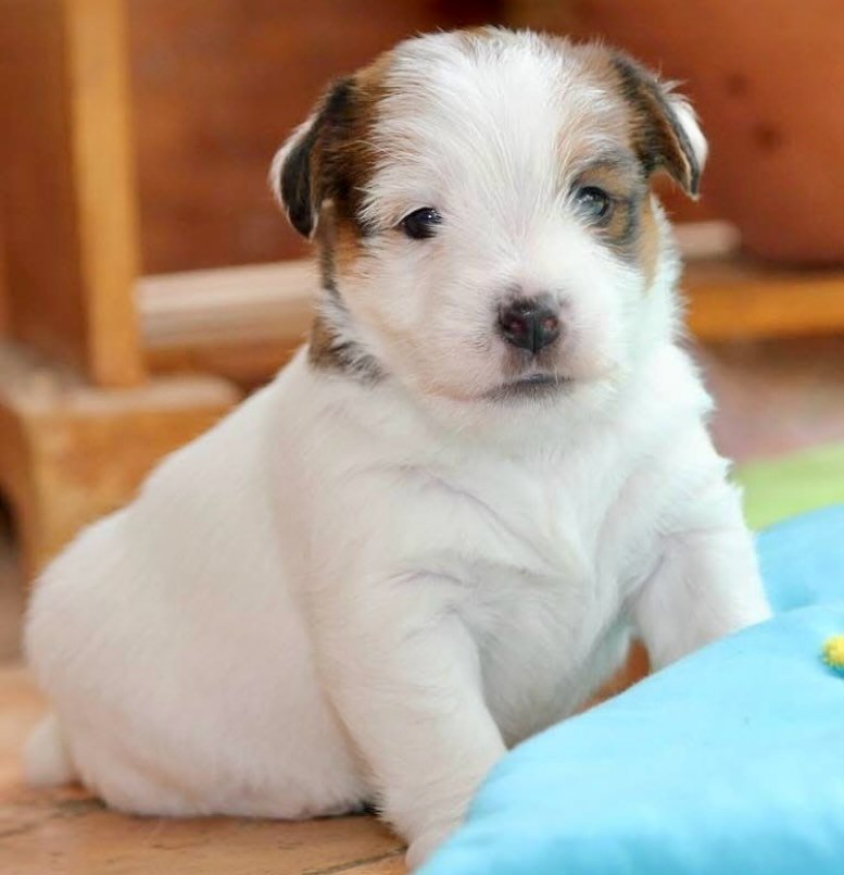 ✨ BB ROYAL FOX ROAD ✨ #royalfoxroad #jackrussellofinstagram #jackrussellworld #puppiesofinstagram #puppylove #jackrussellaustralia